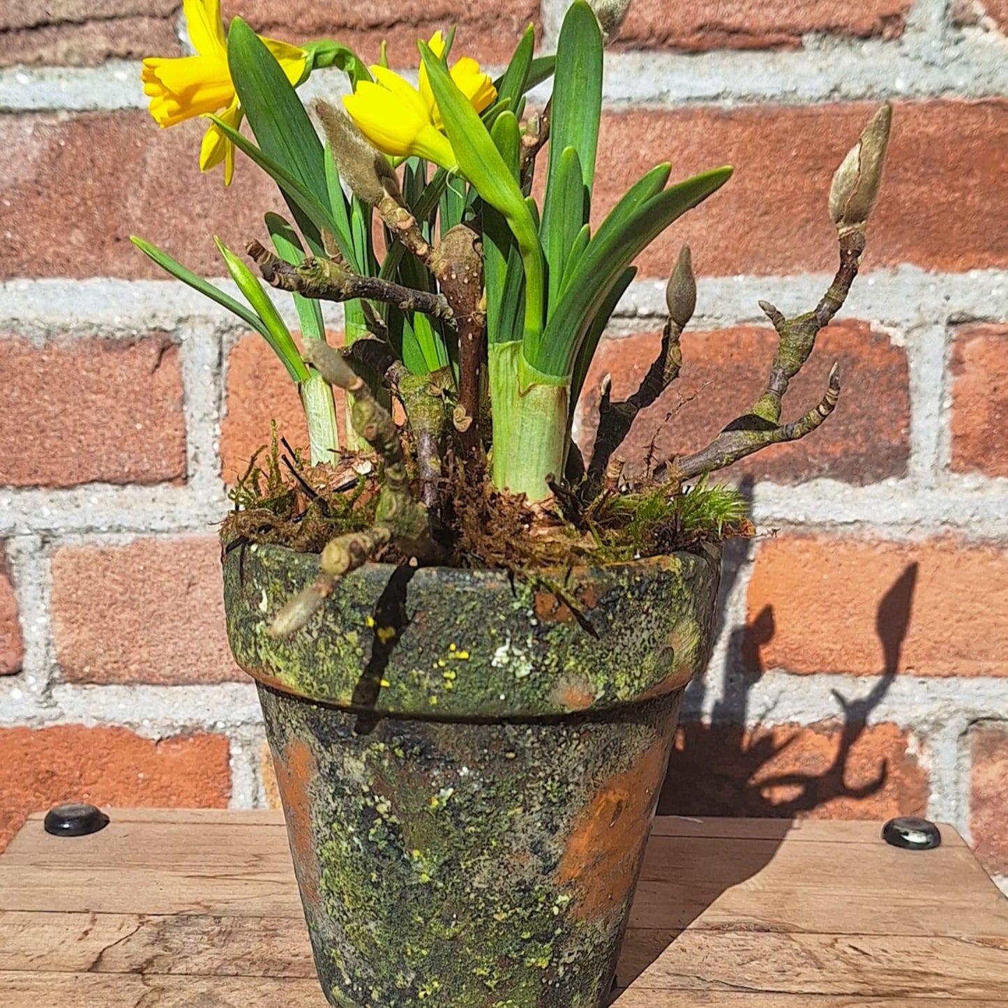 narcis in harspotje